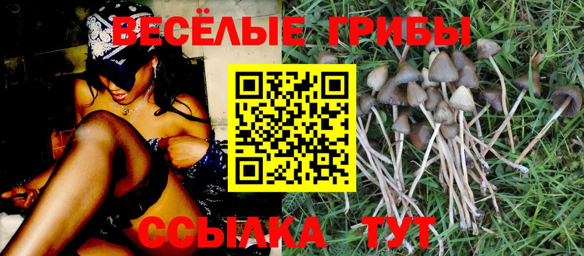 Галлюциногенные грибы Cubensis  где купить наркоту  Вход с VPN  Кудымкар  Псилоцибиновые грибы мицелий 